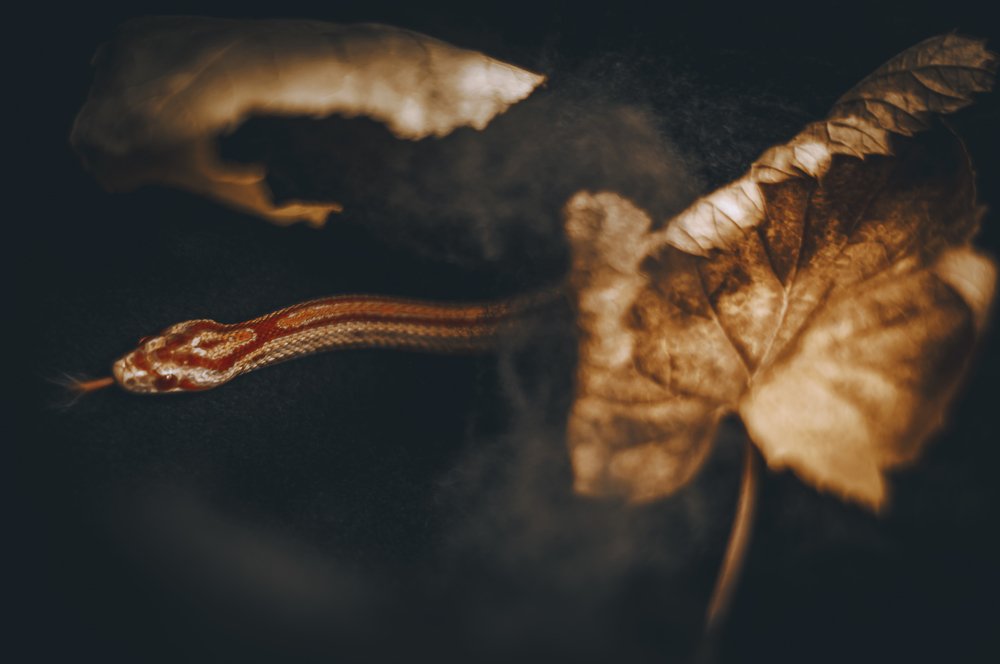 Маисовый полоз.