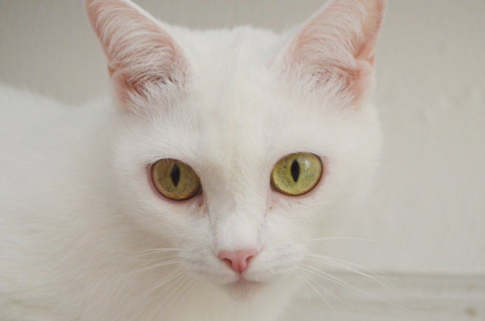 Photograph by Anna Kichapina