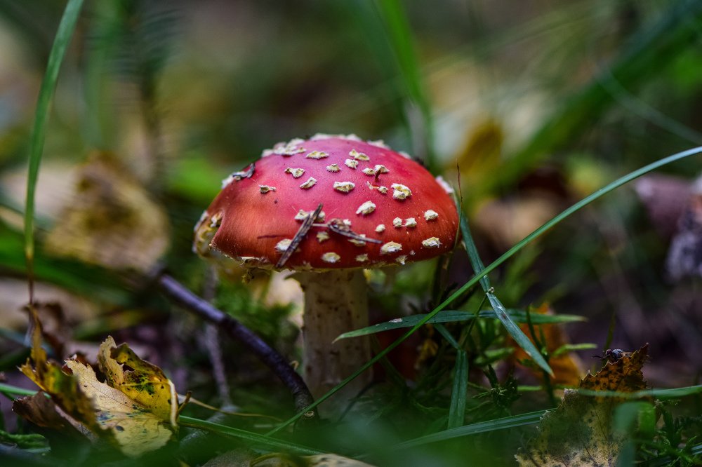 Photograph by Александр Тарасов