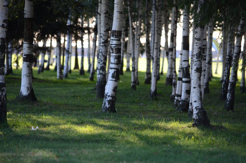 Photograph by Наталья Скиданова