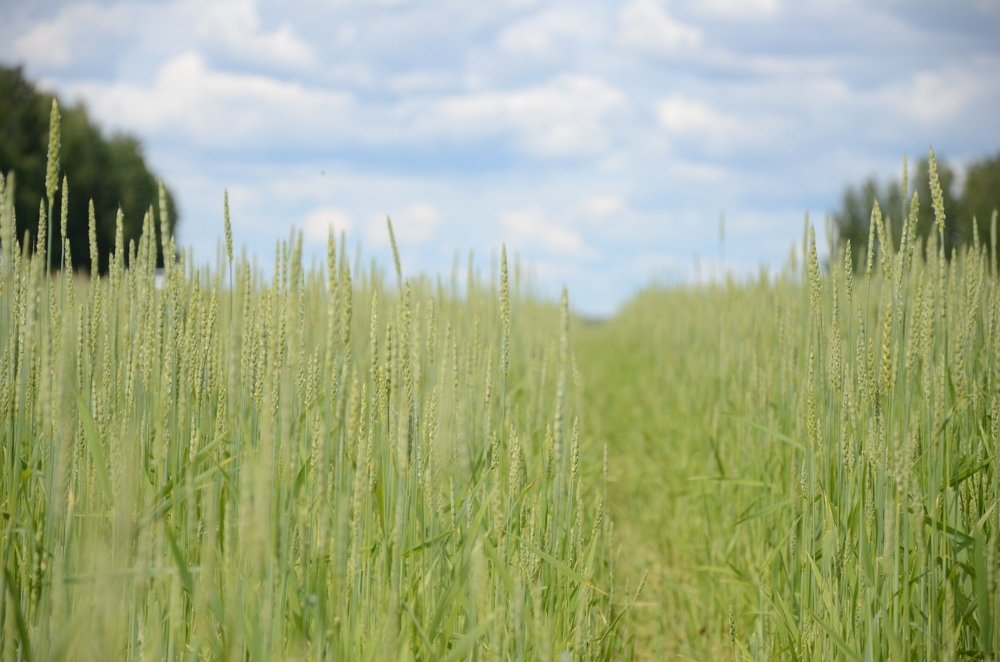 Photograph by Наталья Скиданова