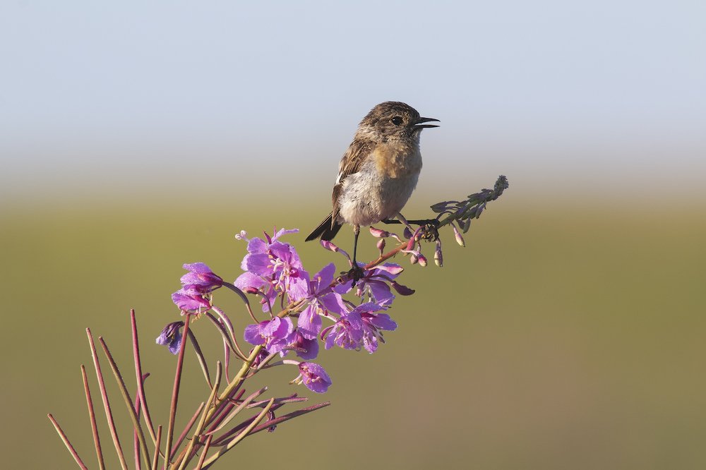 Photograph by Денис Литвиненко