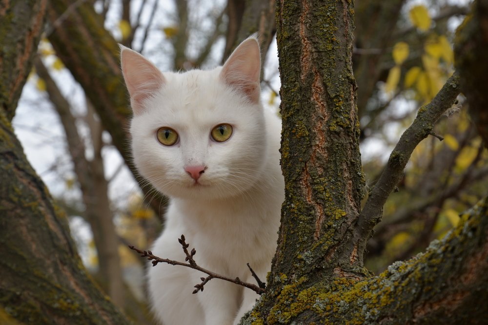 Жёлтые глаза