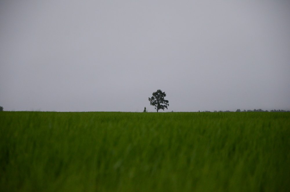 Photograph by Наталья Скиданова
