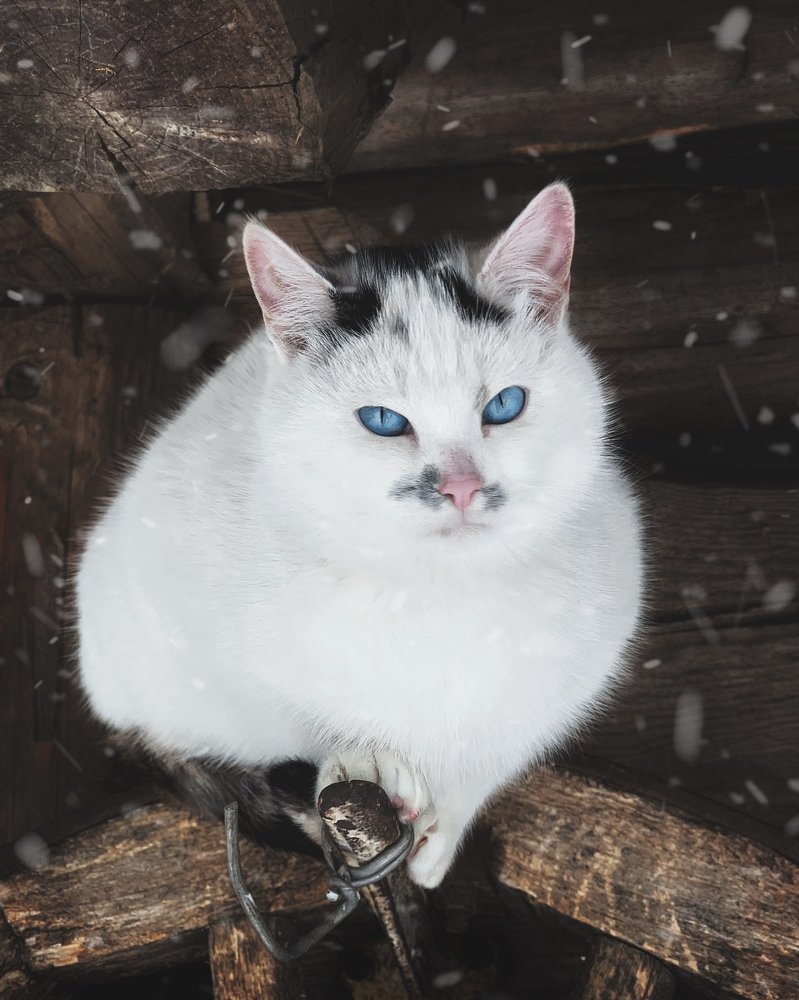 Photograph by Сергей Протасов