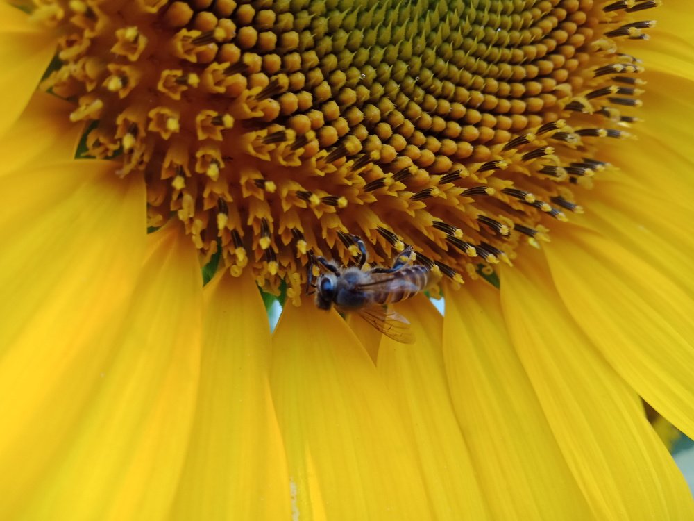 Bee ☀ Flower