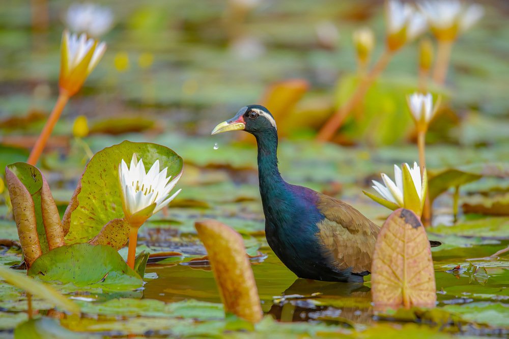 Bronze-winged Jacana
