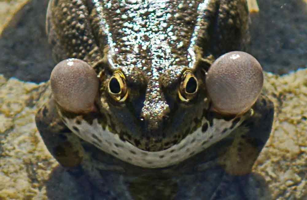 Photograph by Игорь Пшеничников