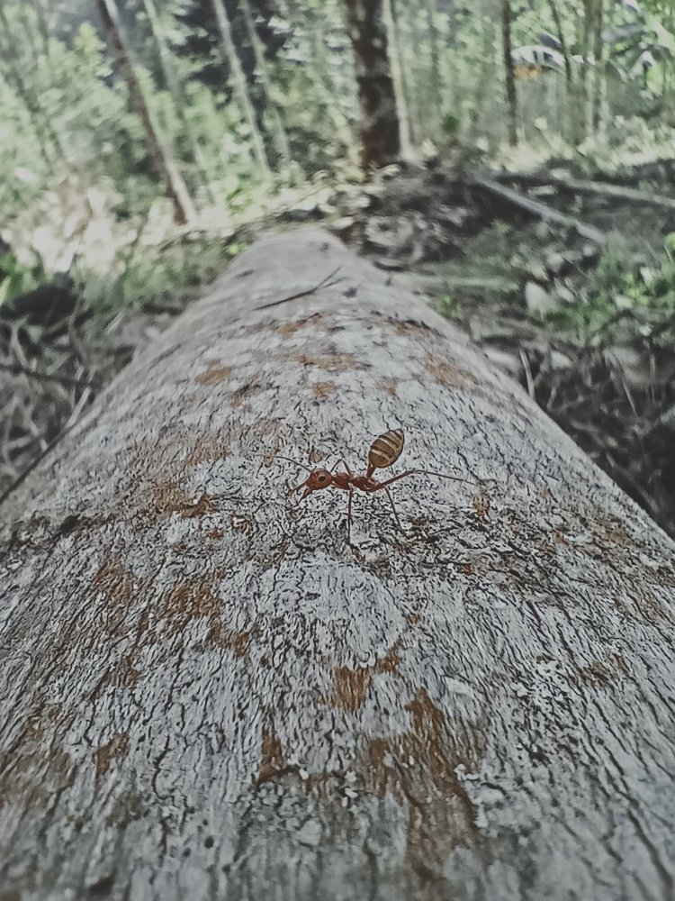 THE MODEL ANT.