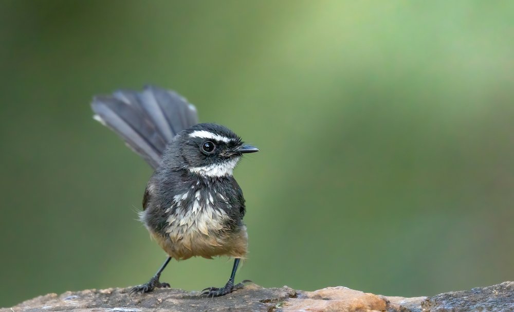 Photograph by Dipanjan Nath