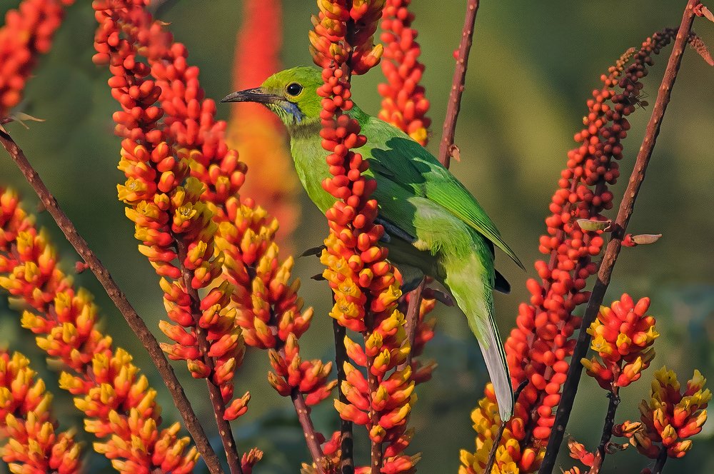 The Jerdon's Leaf Bird