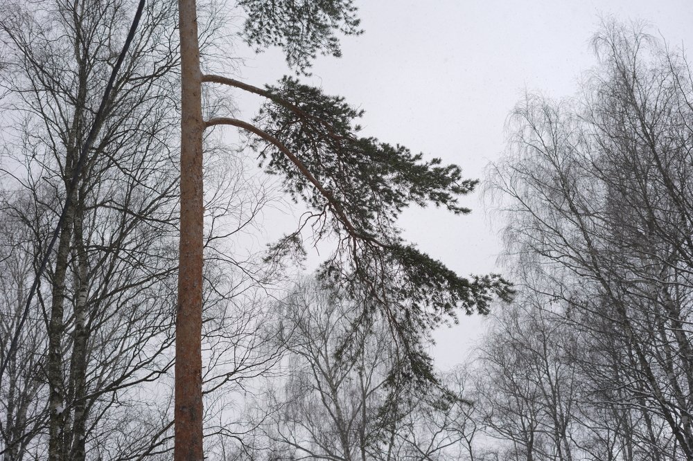 Фотография автора Ольга Осипова