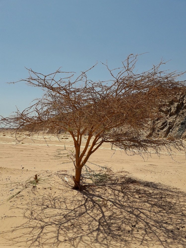 Photograph by Оксана Кочубеева