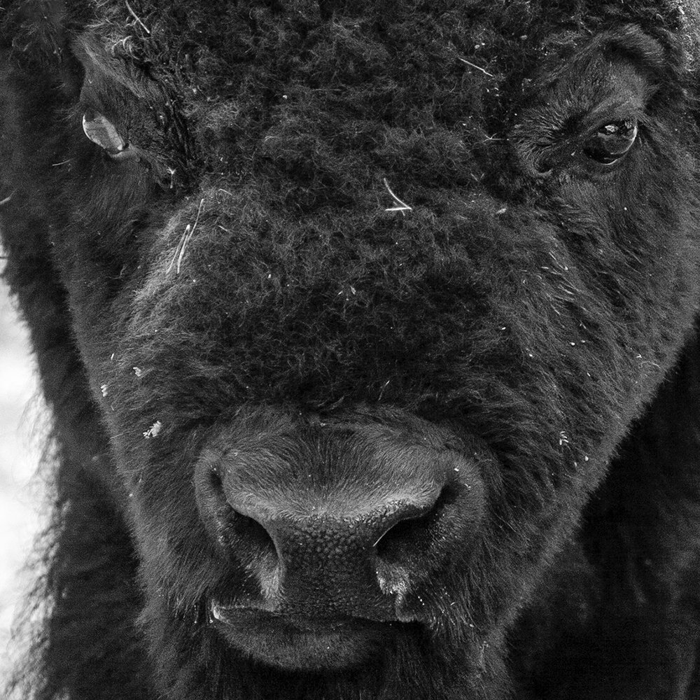 Photograph by FRANCOIS BOTA