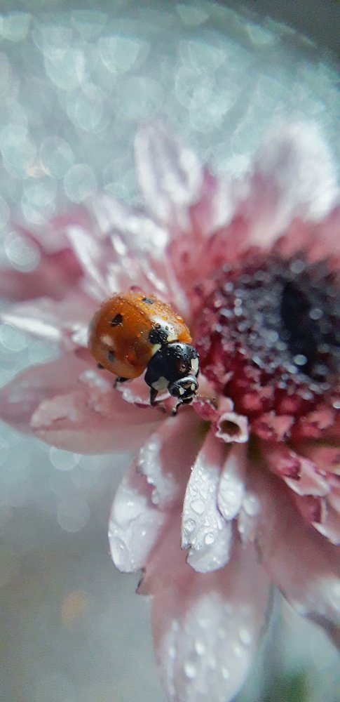 Природа-лучший художник...