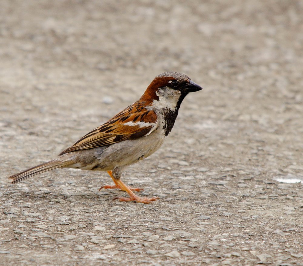 Фотография автора Andre Barbosa