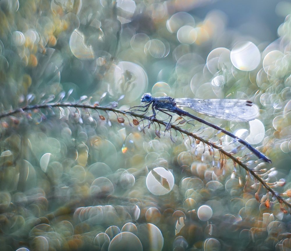 Прохладное утро/In the cool of the morning