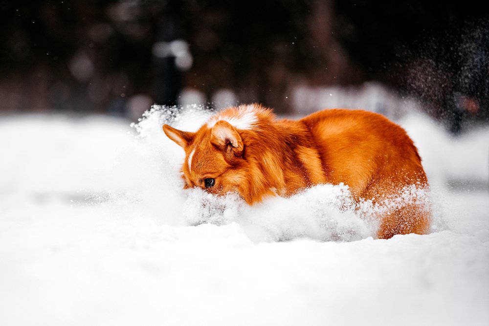 Photograph by Анастасия Пикей