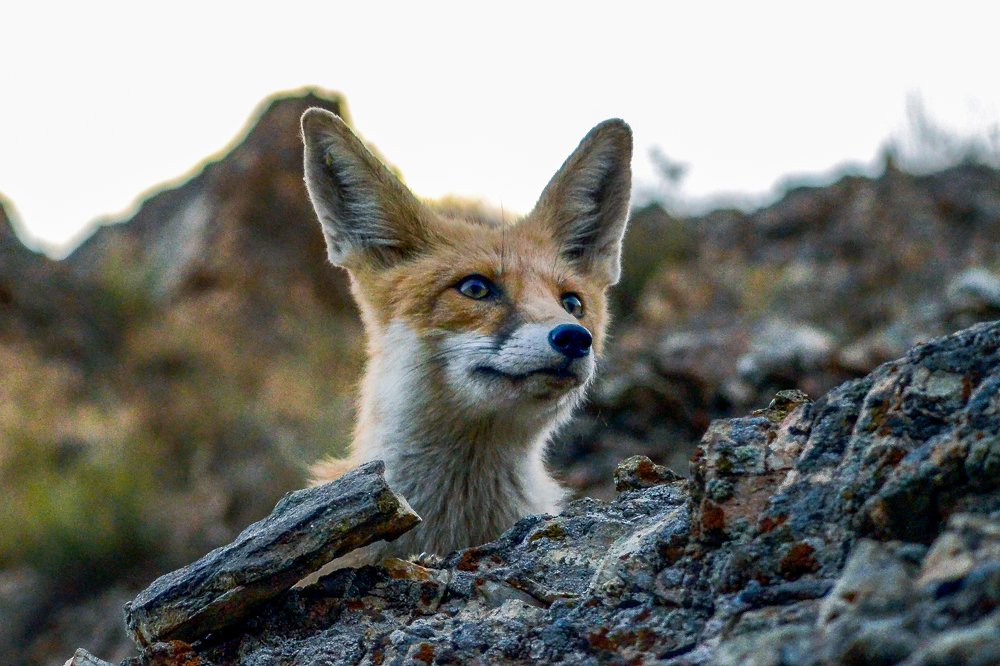 Photograph by DAMOUN POURNEMATI