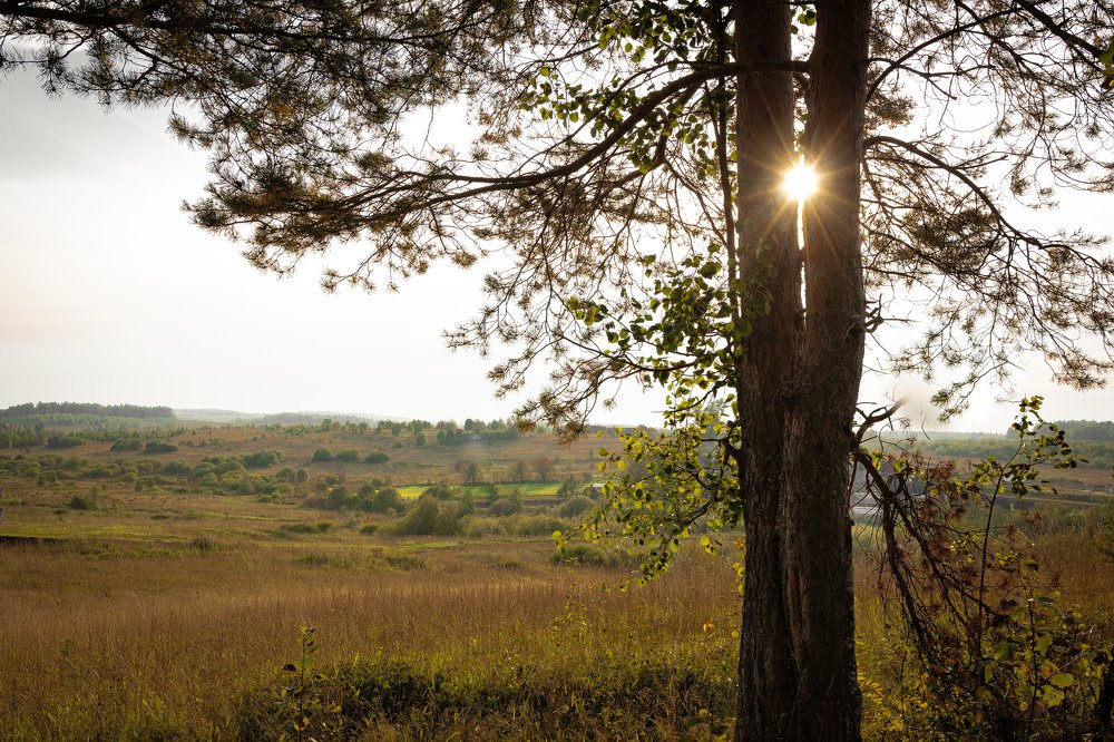 Солнце в соснах