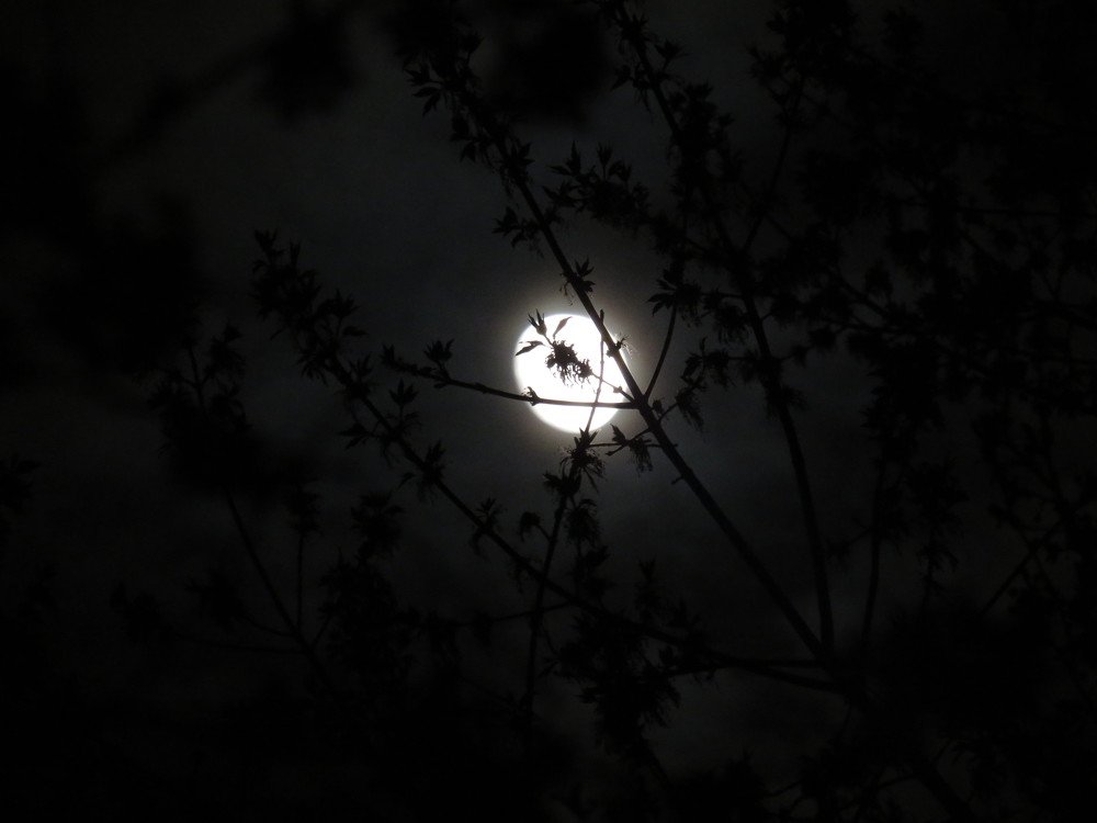 Photograph by Елена Лазутина