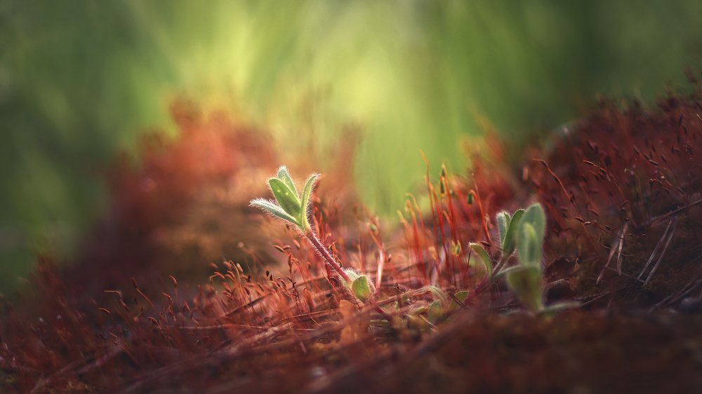 Photograph by Максим Мозжухин