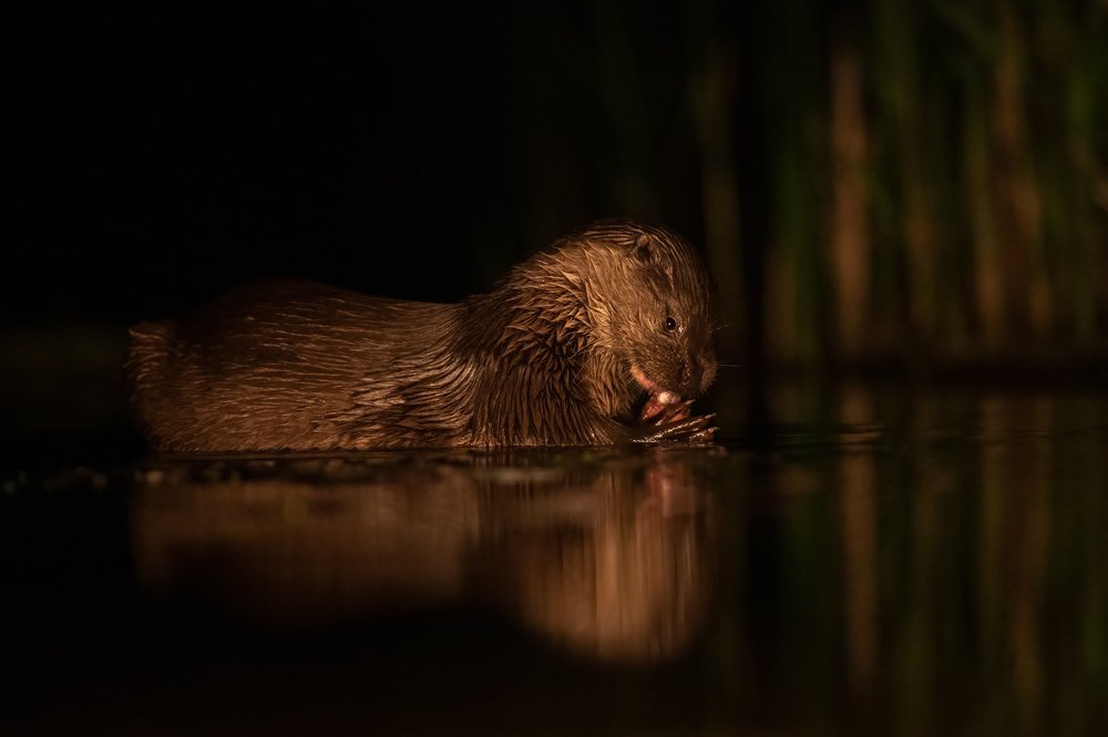 Night hunter(Small otter)