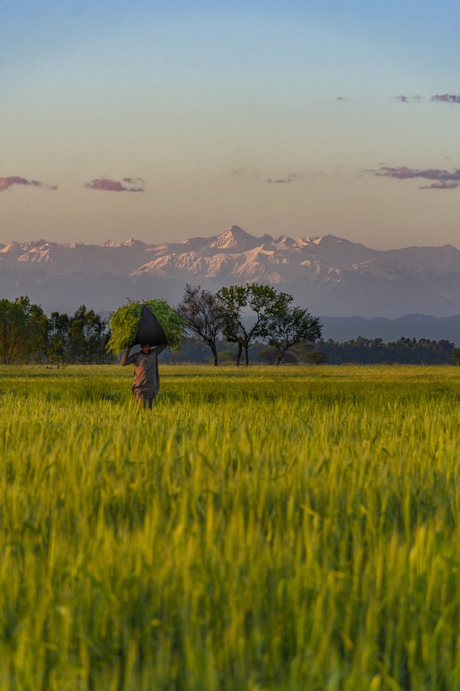 Crop Farmer & Pir-Panjal Range
