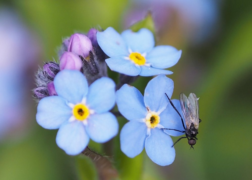 Blue flowers