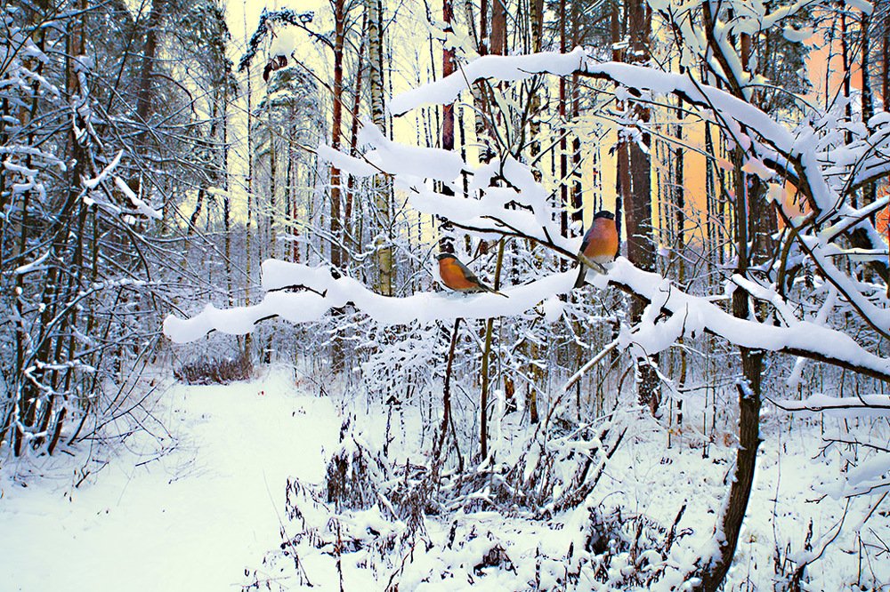 Малиновый закат