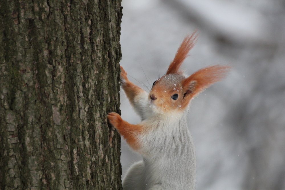 Зима пришла