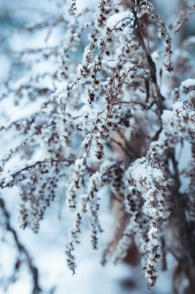 Фотография автора Ольга Никанович