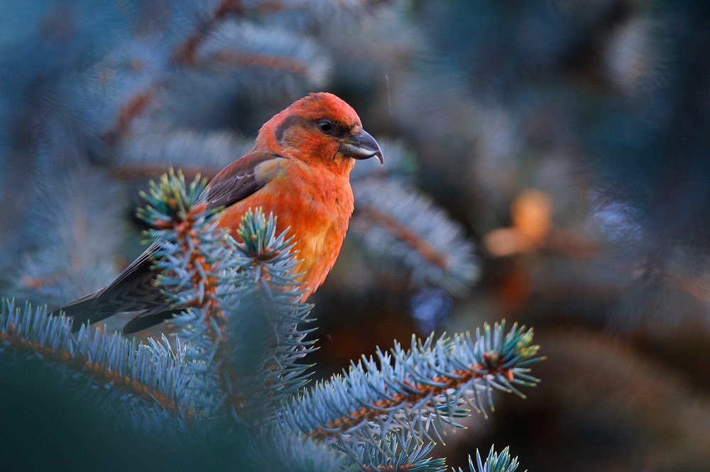Photograph by Вячеслав Заметня