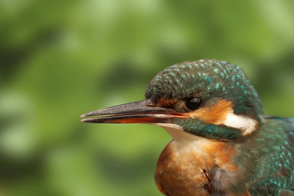 Photograph by Marko Stoickov