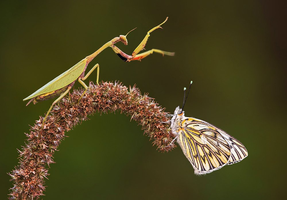 Photograph by Mario Fiorucci