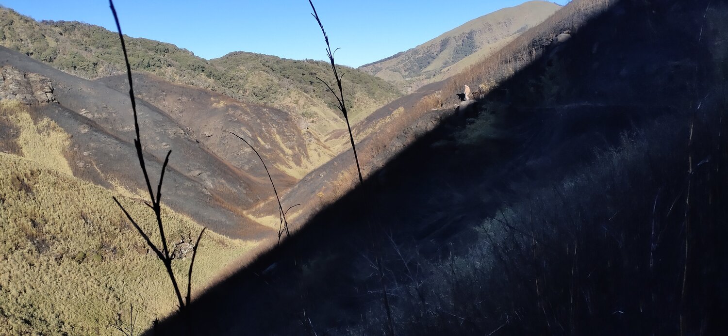 Dzükou range wildfire