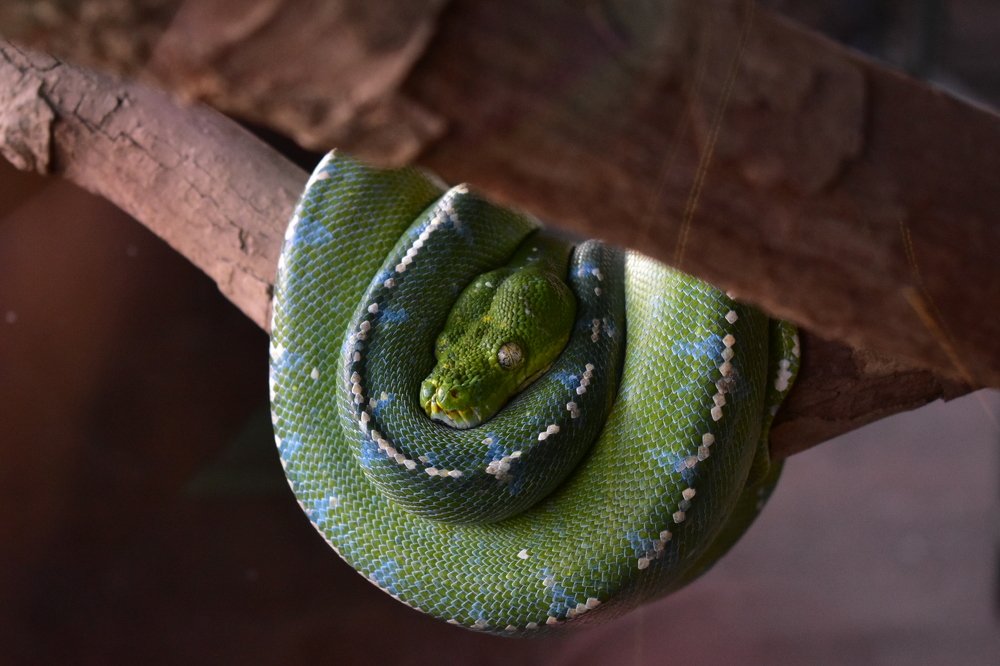 The Green Tree Python