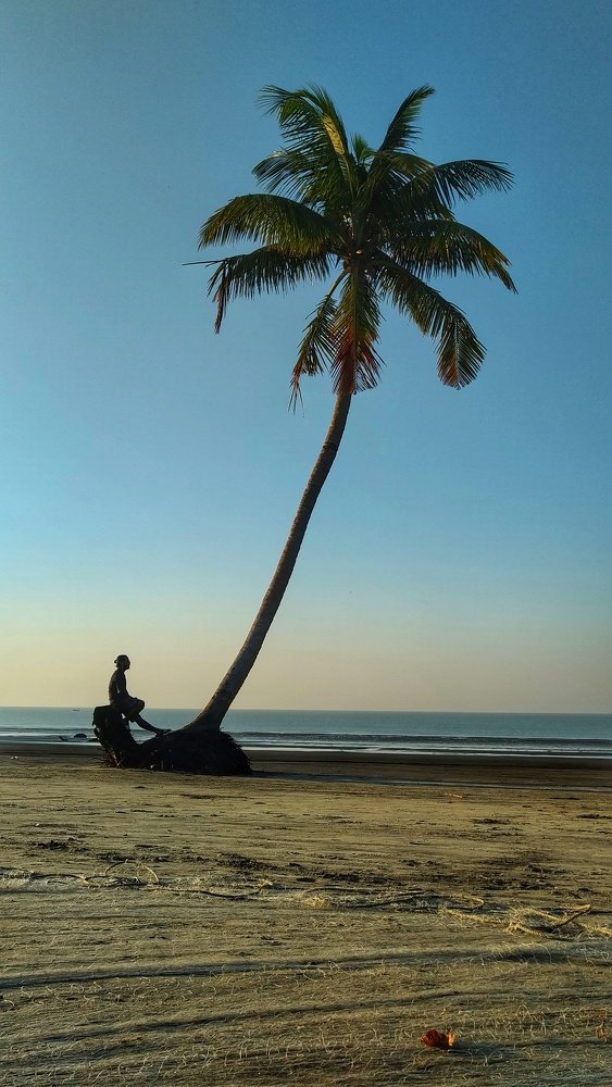An unpublished story of a Palm tree.