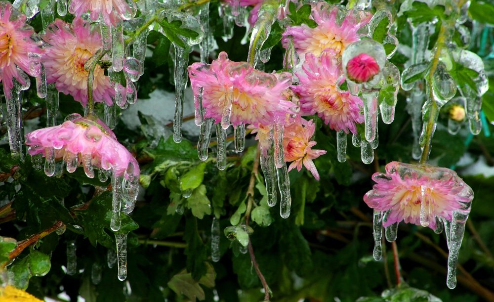 Tears for the past summer... (Слёзы по ушедшему лету...)