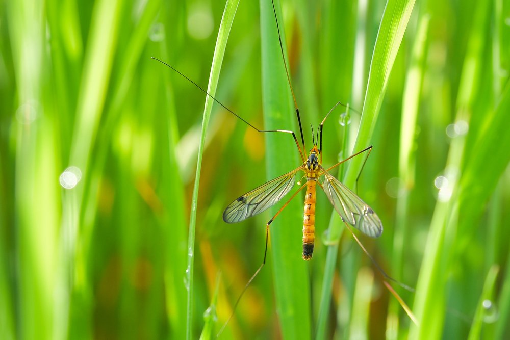 Бабочка подёнка