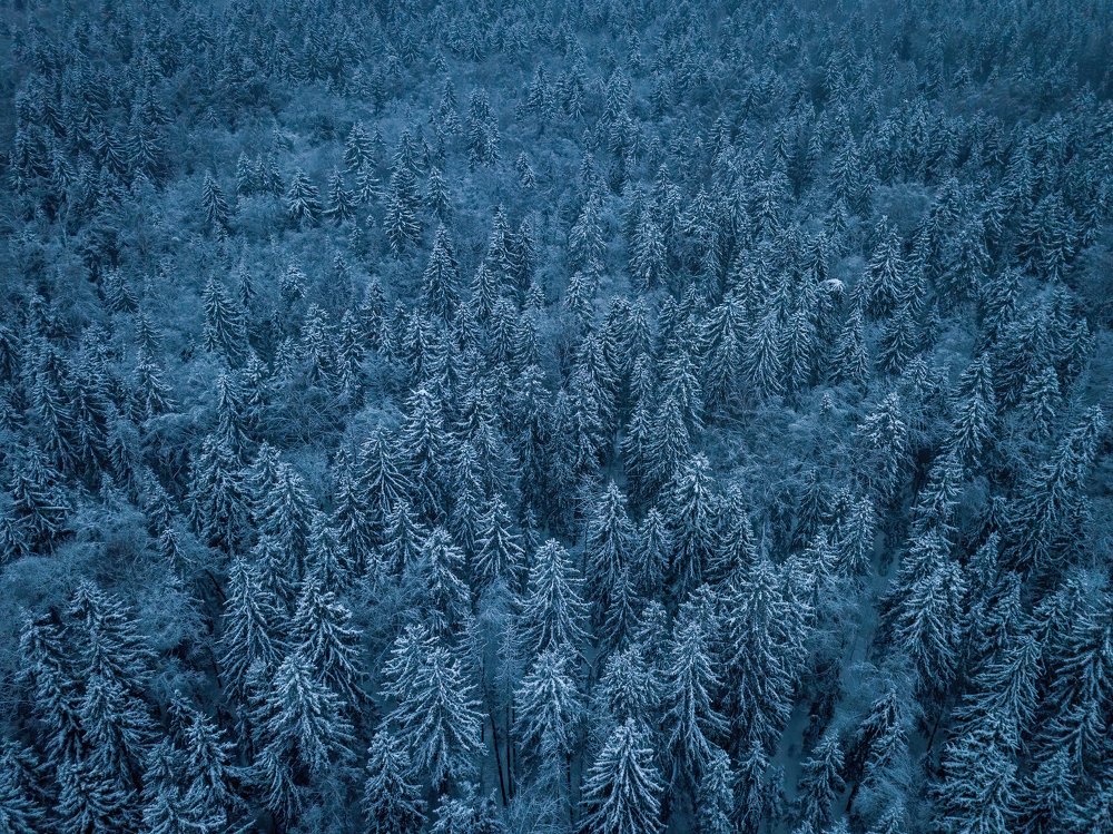 Winter forest at night @ Dmitrovskoye hghwy