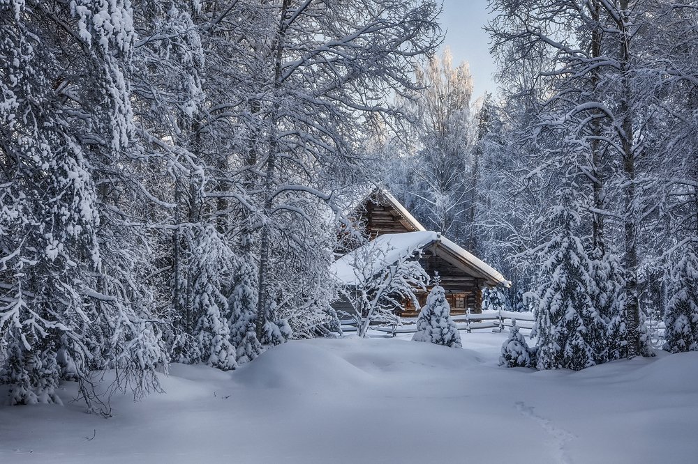 В застывшем лесу