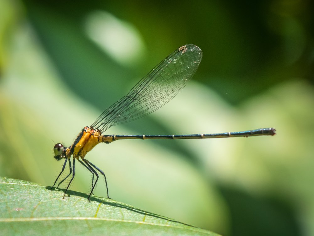 Photograph by Sangramjit Ghosh