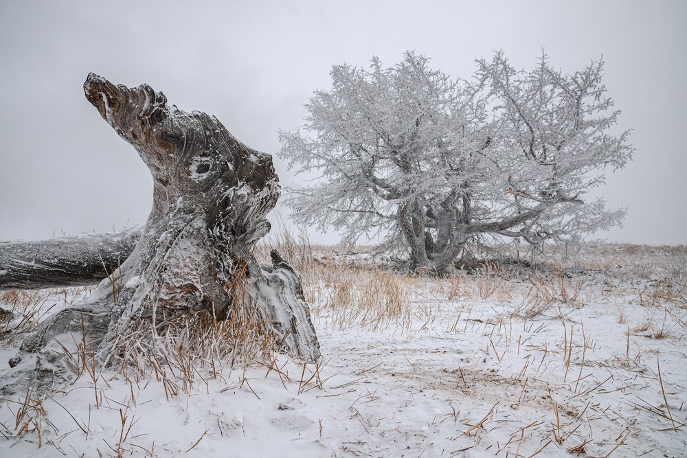 Я деревянный заяц...