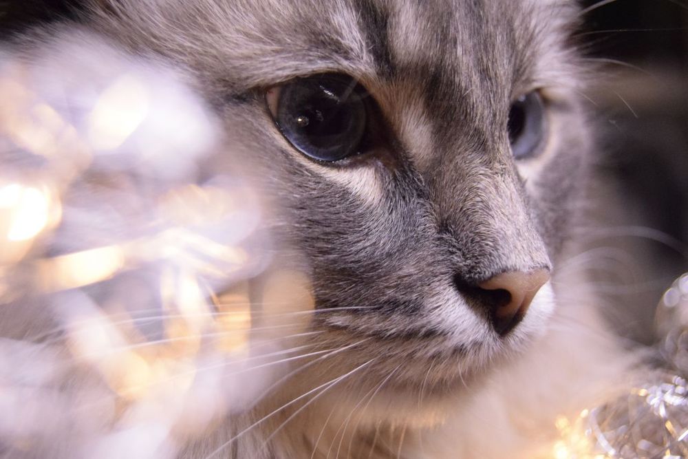 Photograph by Кристина Агапова