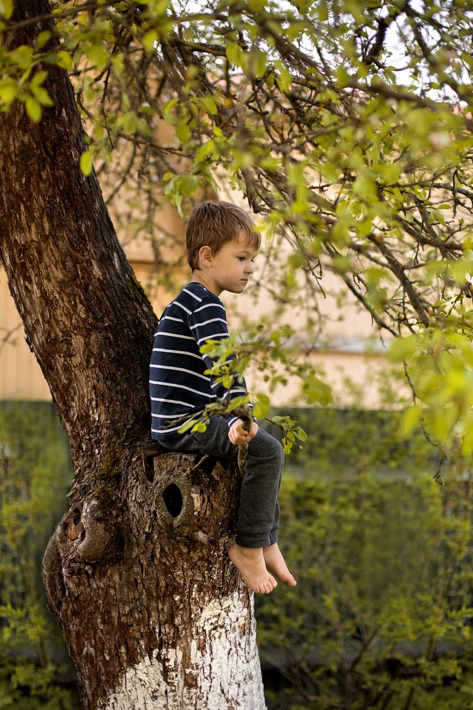 Родовое дерево