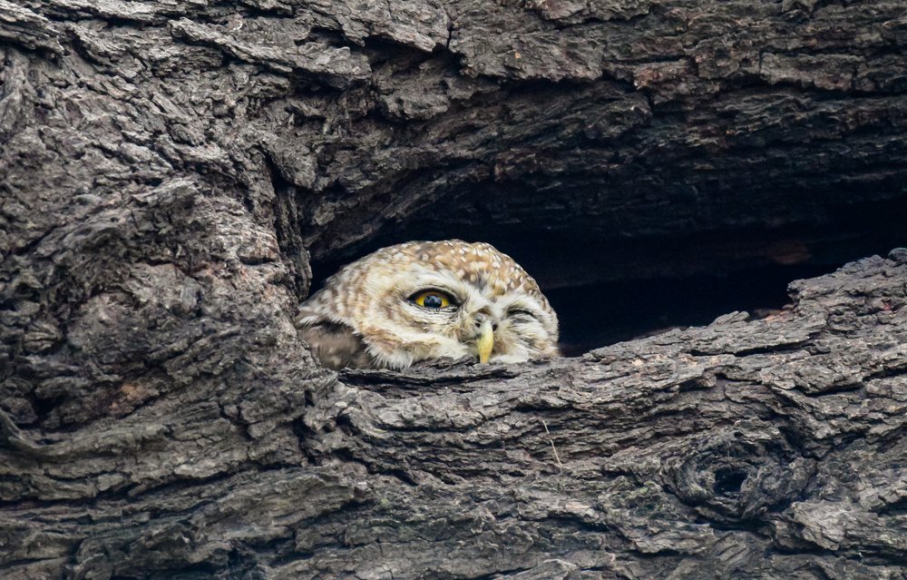 Spotted Owl Sneek Peek