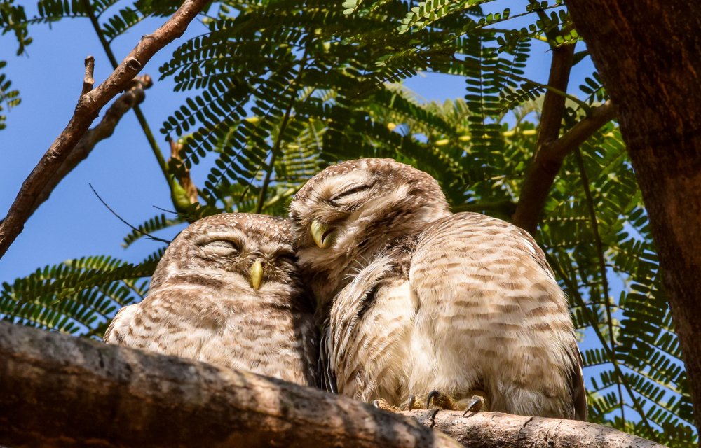 Spotted Owl pair