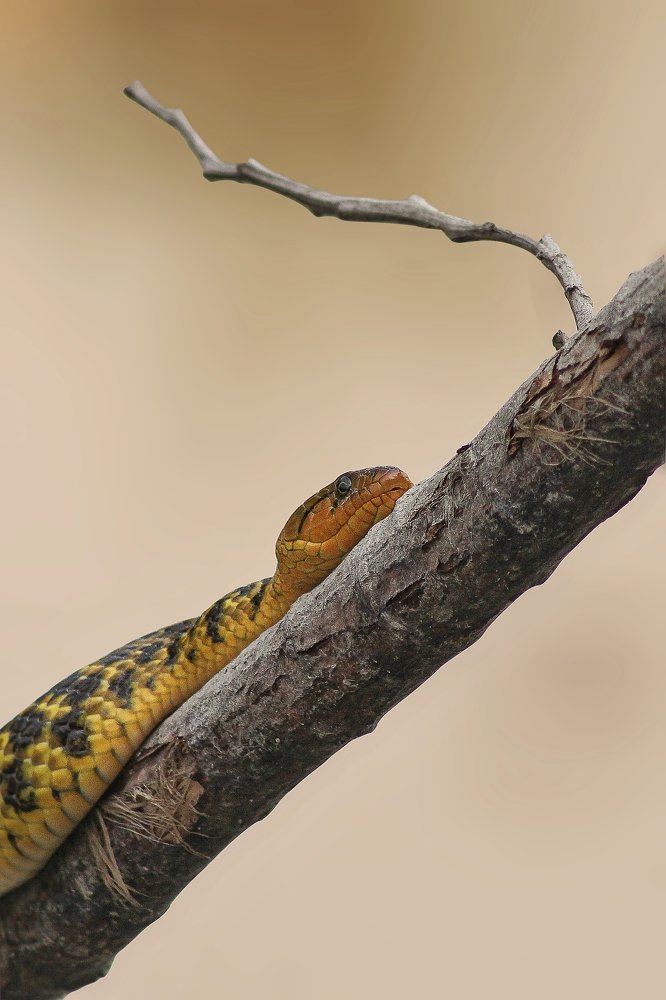 Photograph by Mirza Md moon ridoy