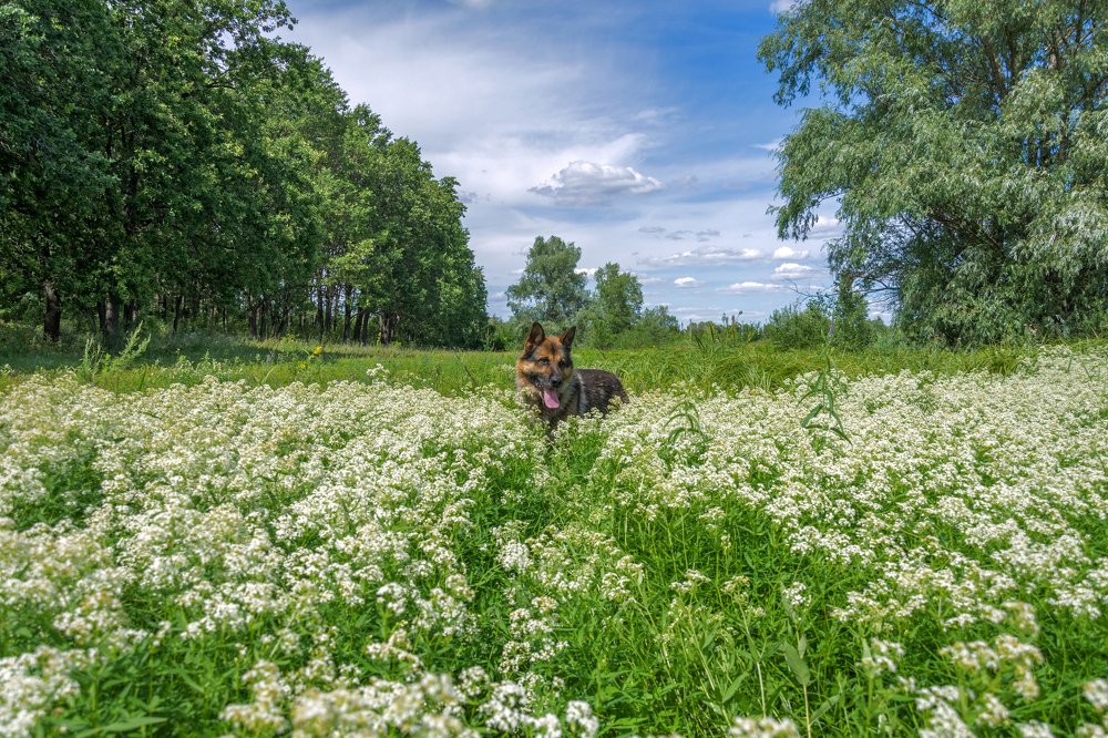 Веселое лето